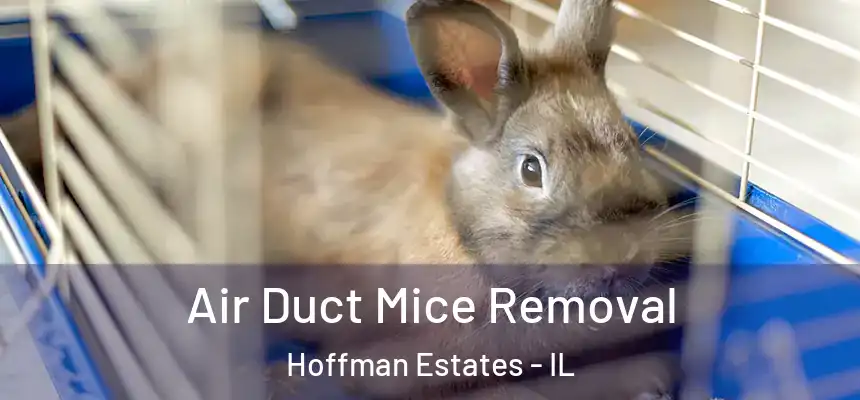 Air Duct Mice Removal Hoffman Estates - IL